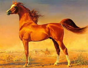 Types Of Arabians